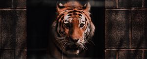 Preview wallpaper tiger, predator, big cat, wild