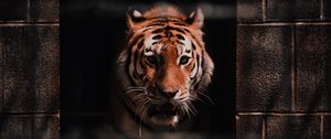 Preview wallpaper tiger, predator, big cat, wild