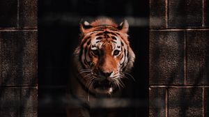 Preview wallpaper tiger, predator, big cat, wild