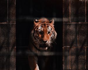 Preview wallpaper tiger, predator, big cat, wild