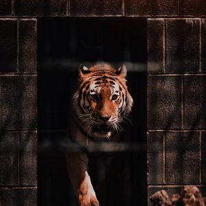 Preview wallpaper tiger, predator, big cat, wild