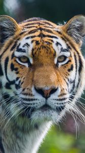 Preview wallpaper tiger, predator, big cat, animal
