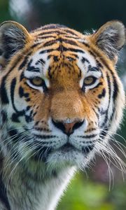 Preview wallpaper tiger, predator, big cat, animal