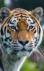 Preview wallpaper tiger, predator, big cat, animal