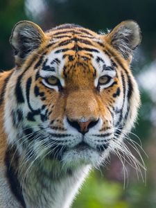 Preview wallpaper tiger, predator, big cat, animal