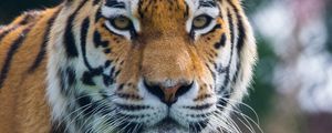 Preview wallpaper tiger, predator, big cat, animal