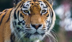 Preview wallpaper tiger, predator, big cat, animal