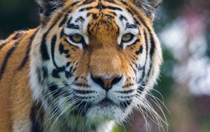 Preview wallpaper tiger, predator, big cat, animal
