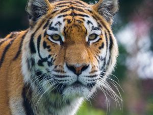 Preview wallpaper tiger, predator, big cat, animal