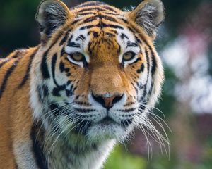 Preview wallpaper tiger, predator, big cat, animal