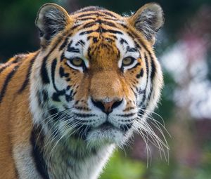 Preview wallpaper tiger, predator, big cat, animal