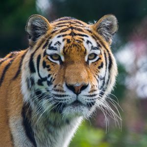 Preview wallpaper tiger, predator, big cat, animal