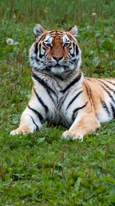Preview wallpaper tiger, predator, big cat, stripes