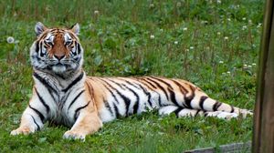 Preview wallpaper tiger, predator, big cat, stripes