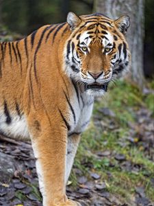 Preview wallpaper tiger, predator, big cat, paws