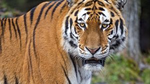 Preview wallpaper tiger, predator, big cat, paws