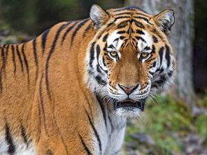 Preview wallpaper tiger, predator, big cat, paws