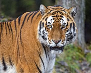 Preview wallpaper tiger, predator, big cat, paws