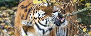 Preview wallpaper tiger, predator, big cat, fangs, branch
