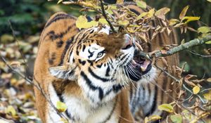 Preview wallpaper tiger, predator, big cat, fangs, branch