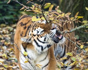 Preview wallpaper tiger, predator, big cat, fangs, branch