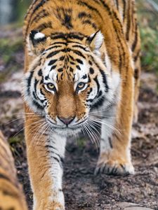 Preview wallpaper tiger, predator, big cat, animal, glance