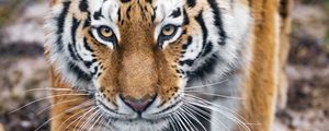 Preview wallpaper tiger, predator, big cat, animal, glance