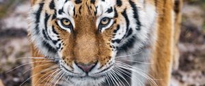 Preview wallpaper tiger, predator, big cat, animal, glance