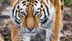 Preview wallpaper tiger, predator, big cat, animal, glance