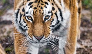Preview wallpaper tiger, predator, big cat, animal, glance
