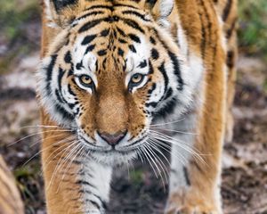Preview wallpaper tiger, predator, big cat, animal, glance
