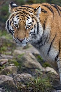 Preview wallpaper tiger, predator, big cat, animal, glance, stripes