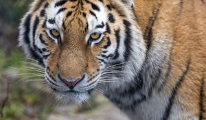 Preview wallpaper tiger, predator, big cat, animal, glance, stripes