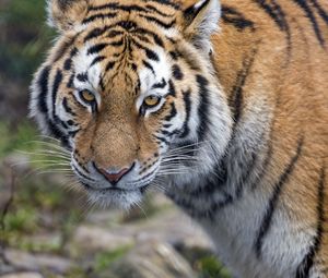 Preview wallpaper tiger, predator, big cat, animal, glance, stripes