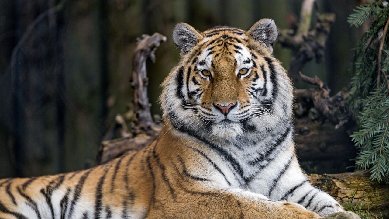 Wallpaper tiger, predator, big cat, glance