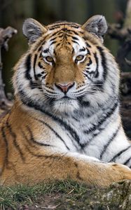 Preview wallpaper tiger, predator, big cat, glance