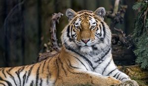 Preview wallpaper tiger, predator, big cat, glance