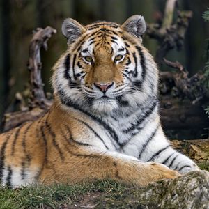 Preview wallpaper tiger, predator, big cat, glance