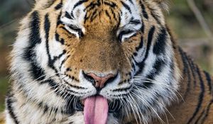 Preview wallpaper tiger, predator, big cat, protruding tongue, funny