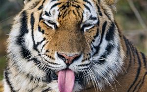 Preview wallpaper tiger, predator, big cat, protruding tongue, funny