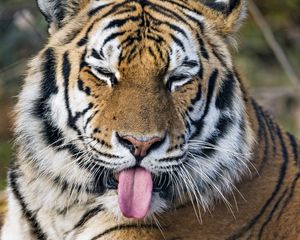 Preview wallpaper tiger, predator, big cat, protruding tongue, funny