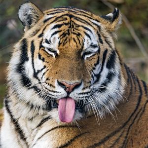 Preview wallpaper tiger, predator, big cat, protruding tongue, funny