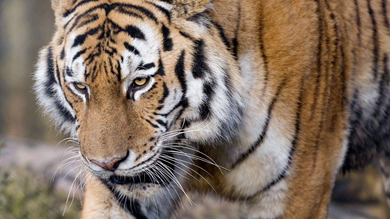 Wallpaper tiger, predator, big cat, glance, paws