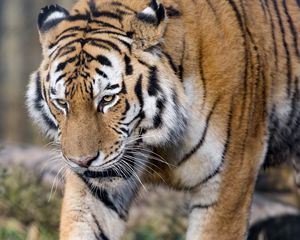 Preview wallpaper tiger, predator, big cat, glance, paws