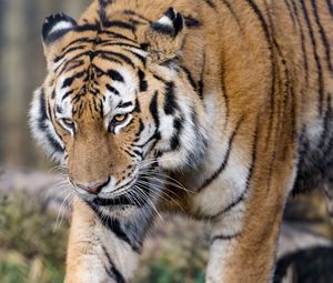 Preview wallpaper tiger, predator, big cat, glance, paws
