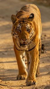 Preview wallpaper tiger, predator, big cat, glance, face