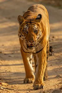 Preview wallpaper tiger, predator, big cat, glance, face