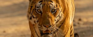 Preview wallpaper tiger, predator, big cat, glance, face