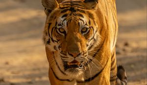 Preview wallpaper tiger, predator, big cat, glance, face