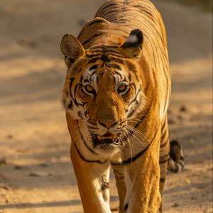 Preview wallpaper tiger, predator, big cat, glance, face